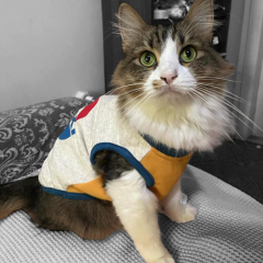 Sexi Kedi Tişörtü - Kedi  Kıyafeti Kedi Elbisesi - Kalın