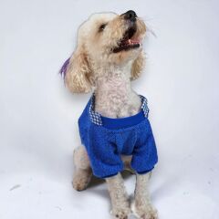 Mavi College Triko Sweat Kedi Köpek Sweat Kedi Köpek Kıyafeti