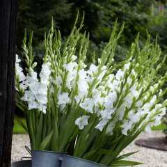 Gladiolus White Swan Beyaz Renkli Glayör Çiçeği Soğanı (2 adet)