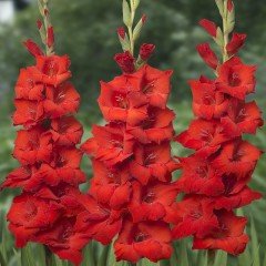 Gladiolus Red Swan Kırmızı Renkli Glayör Çiçeği Soğanı (2 adet)