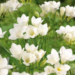 Double Beyaz Katmerli Frezya (Fressia) Çiçeği Soğanı (5 adet)