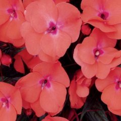 Saksılık Wallerine Baby Orange Bodur Cam Güzeli Çiçeği Tohumu(20 tohum)