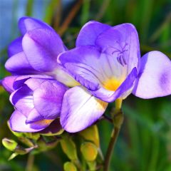 Double Mavi Katmerli Frezya (Fressia)Çiçeği Soğanı(5 adet)