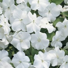Saksılık Wallerine Baby White Bodur Cam Güzeli Çiçeği Tohumu(20 tohum)
