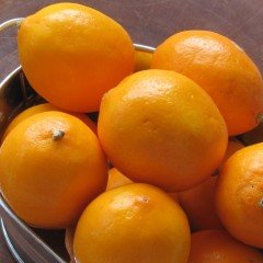 Özel Üretim Tüplü Finike Kırmızı Limon Fidanı