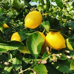 Tüplü Çok Dallı Yediveren Limon Fidanı Meyve Verme Durumunda 150-200 Cm