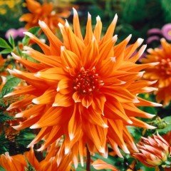 Dev Çiçekli Color Spectacle Dahlia Yıldız Çiçeği Yumrusu (1 adet)