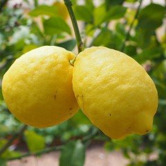 Tüplü Nadir Kütdiken Limon Fidanı