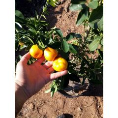 Özel Üretim Tüplü Meyveli İri ve Yuvarlak Kamkat Fidanı (3 yaş) Meyveli