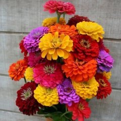 Karışık Renkli Dev Kaliforniya Zinya Çiçeği (Kirli Hanım) Tohumu(40 tohum)