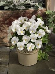Beyaz Viola Cornuta Perfection Menekşe Çiçeği Tohumu(100 tohum)