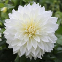 Beyaz Renk Fleurel Dahlia Yıldız Çiçeği Yumrusu (1 adet )