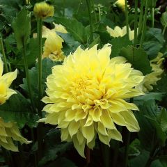 Sarı Kelvin Floodlight Dahlia Yıldız Çiçeği Yumrusu (1 adet )