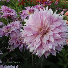 Özel Renk Labyrinth Twotone Dahlia Yıldız Çiçeği Yumrusu (1 adet )