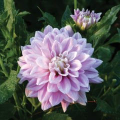 Özel Renk Lavender Perfection Dahlia Yıldız Çiçeği Yumrusu (1 adet )