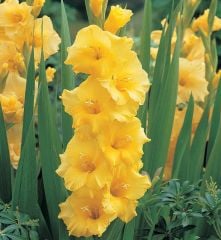 Sarı Gladiolus Jacksonvilla Gold Glayör Çiçeği Soğanı (4 adet)