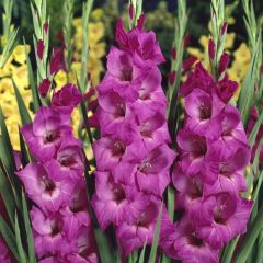 Pembe Gladiolus Fidelio Glayör Çiçeği Soğanı (4 adet)