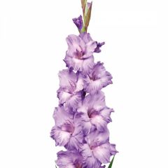 Eflatun Gladiolus Milka Glayör Çiçeği Soğanı (4 adet)