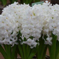 Aiolos Beyaz Renkli Yoğun Kokulu Sümbül Soğanı (3 adet)