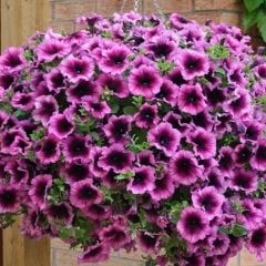 Hızlı Gelişen Sarkıcı Fortado  Violet Bicolor Petunya Çiçeği Fidesi (2 Adet Fide)