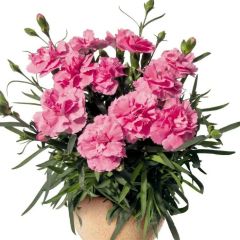 Nadir Kokulu Sweet Pleasure Pink Karanfil Çiçeği Fidesi (2 adet)