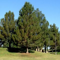 Pinus Elderica İran Çamı Tohumu (10 Tohum)