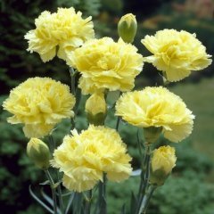 Chabaud Yellow Karanfil Çiçeği Tohumu(70 adet)