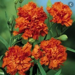 Chabaud Orange Karanfil Çiçeği Tohumu (70 adet)