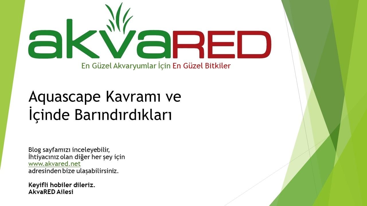 Aquascape Kavramı ve İçinde Barındırdıkları