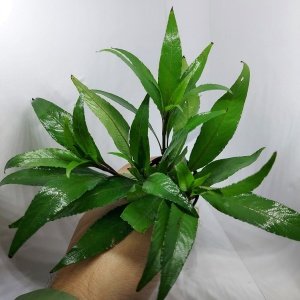 Hygrophila angustifolia SAKSI