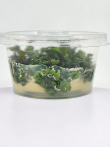 Bucephalandra green wavy IN VITRO CUP