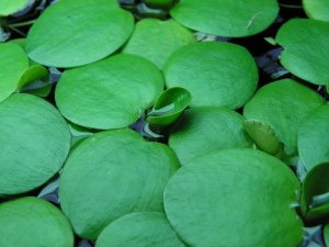 Limnobium laevigatum (Amazon Frogbit) Mini ADET