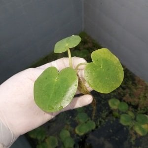 Limnobium laevigatum (Amazon Frogbit) Mini ADET