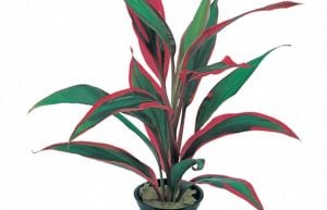 Cordyline red edge İTHAL BUKET