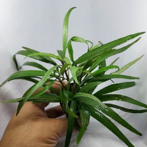 Hygrophila angustifolia rubra ADET İTHAL