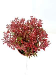 Alternanthera bettzickiana red SAKSI