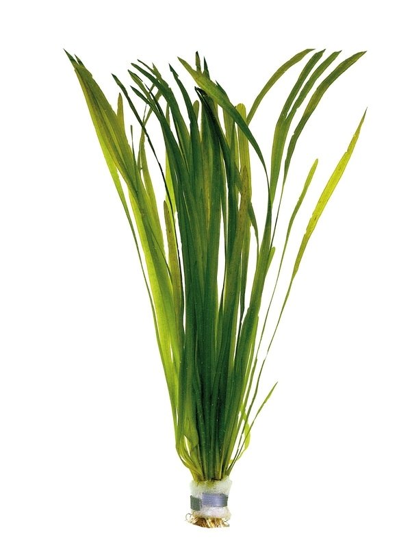 Vallisneria rubra (Kırmızı Saz) İTHAL BUKET