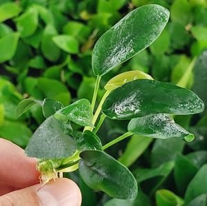 Anubias bonsai İTHAL ADET - APC TAYLAND ÖN SİPARİŞ