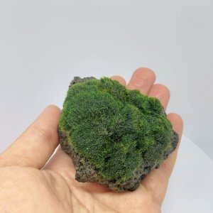 Moss Ball on Rock - M Boy