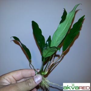 Anubias glabra İTHAL ADET - APC TAYLAND ÖN SİPARİŞ