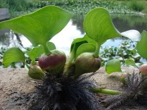 Eichhornia crassipes (Su Sümbülü) ADET