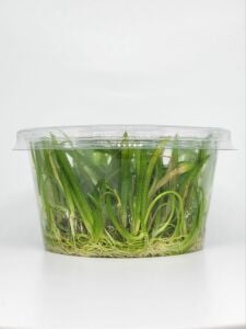 Sagittaria subulata IN VITRO CUP