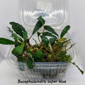 Bucephalandra super blue İTHAL10X10 CM PORSİYON