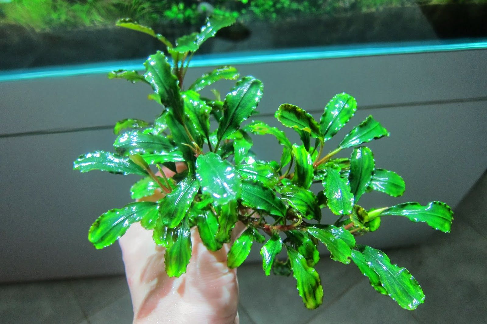 Bucephalandra wavy leaf İTHAL 10x10 CM PORSİYON