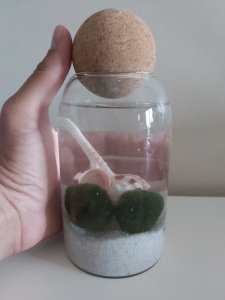 Göcek Marimo Moss Ball