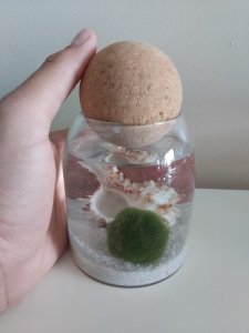 Datça Marimo Moss Ball