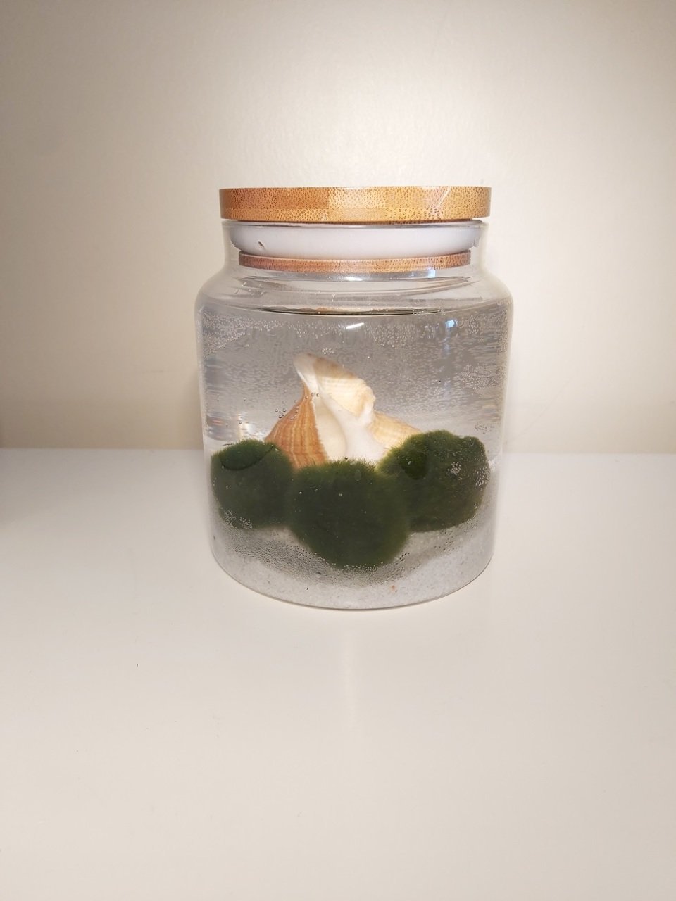 Köyceğiz Marimo Moss Ball