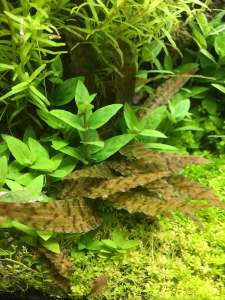 Cryptocoryne axelrodi IN VITRO CUP