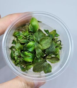 Lagenandra meeboldii red round IN VITRO CUP