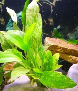 Echinodorus cordifolius marble queen SAKSI